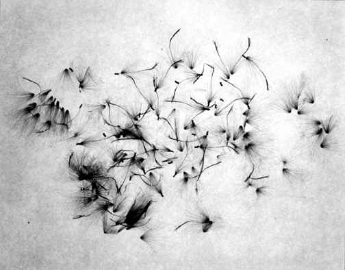 Milkweed seeds on opaque glass lighted from behind. About 1953© Harry Callahan, courtesy George Eastman House